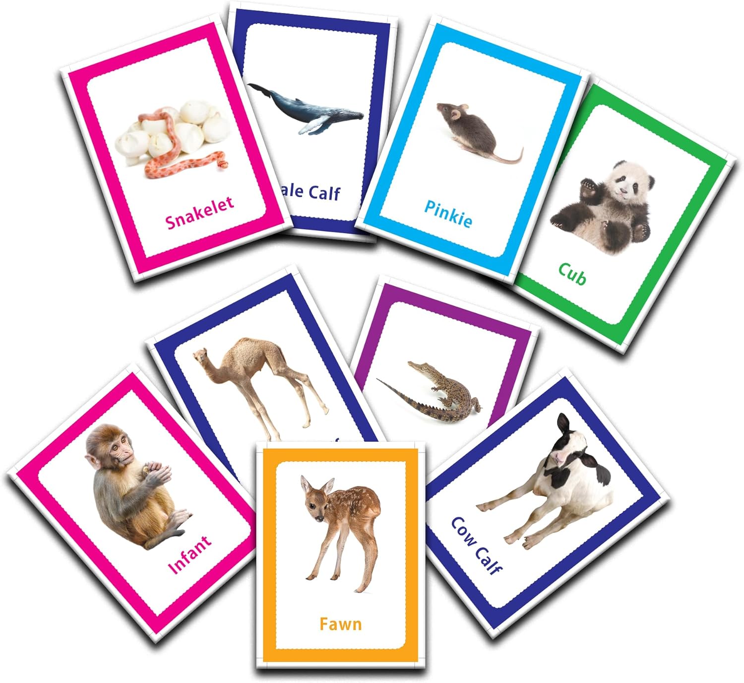 بطاقات تعليمية - مجموعة من بطاقتين تعليميتين للأطفال - حيوانات، طيور