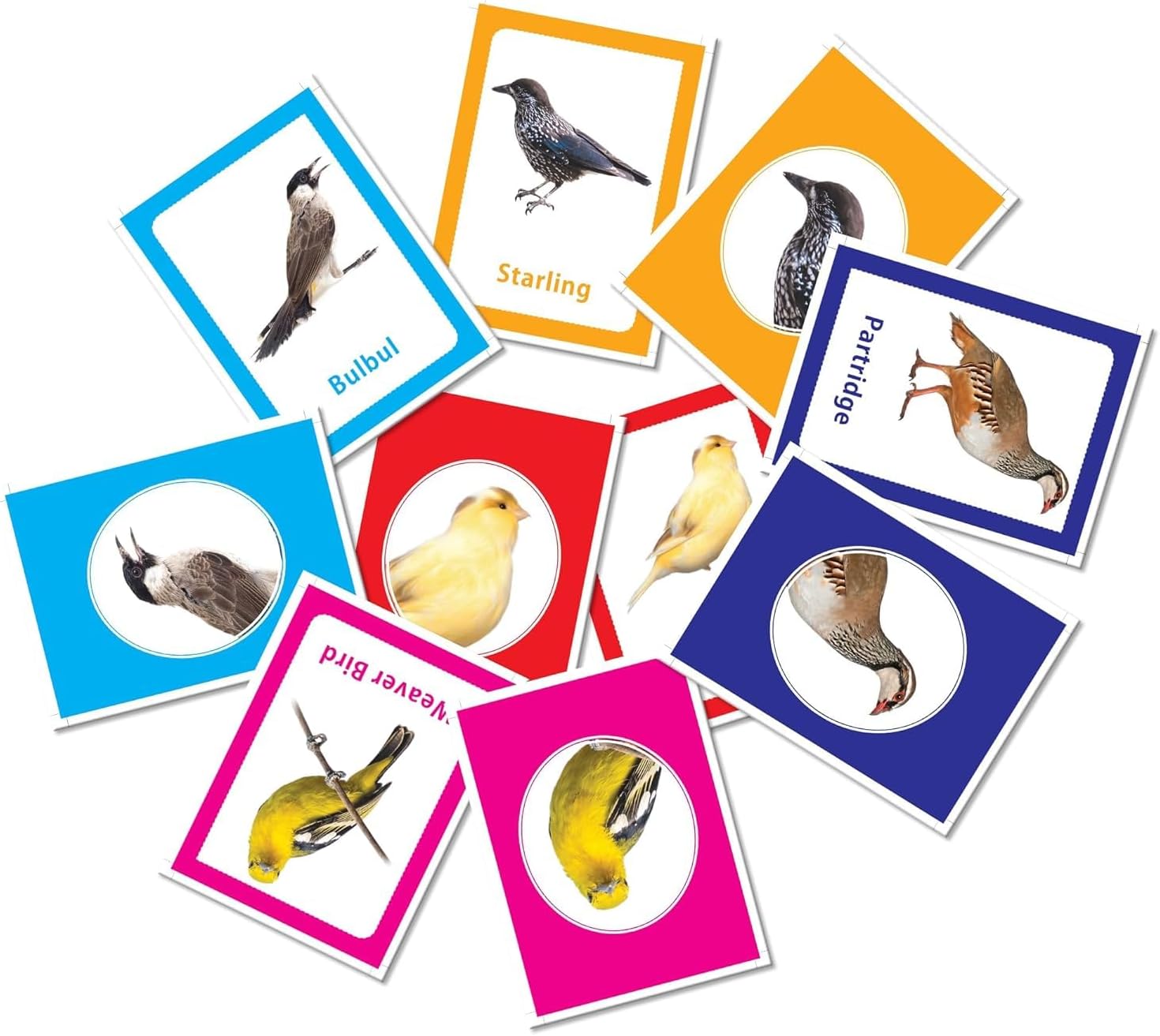 32 بطاقة تعليمية لمرحلة ما قبل المدرسة بموضوعات الطيور للأولاد والبنات