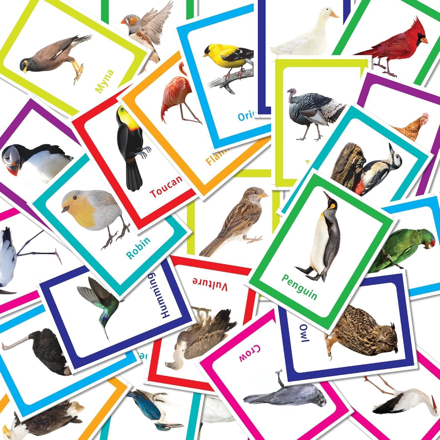 32 بطاقة تعليمية لمرحلة ما قبل المدرسة بموضوعات الطيور للأولاد والبنات