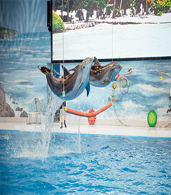 Dubai Dolphinarium Open Dated Tickets